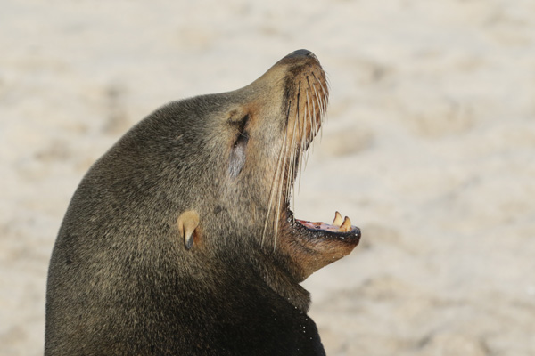 Sealion